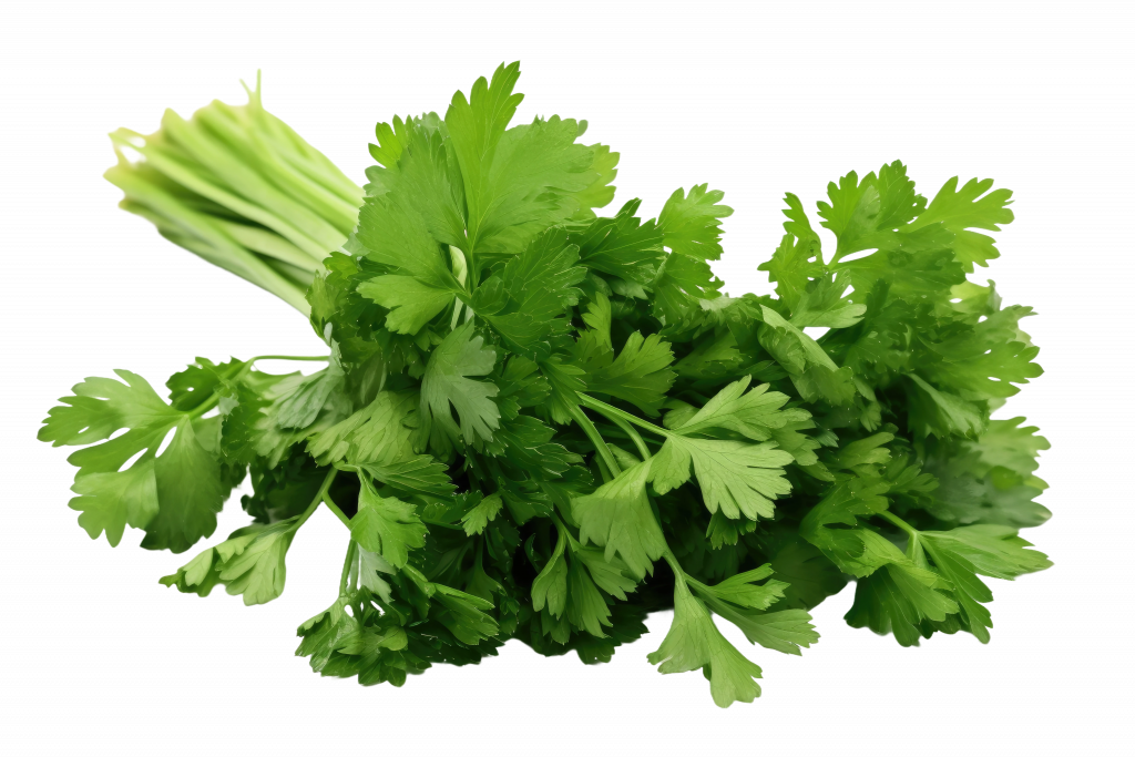 Flat leaf parsley